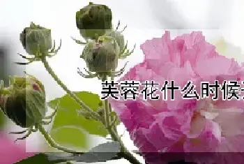 芙蓉花什么时候开花季节