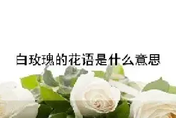 白玫瑰的花语是什么意思