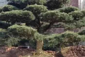 花卉果蔬盆景 | 五针松移栽/移植技术