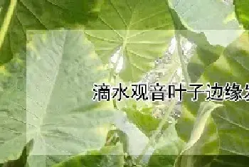 滴水观音叶子边缘发黄怎么办