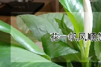 花一帆风顺怎么养