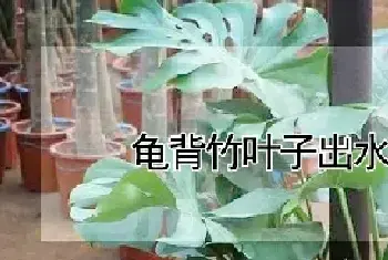 龟背竹叶子出水怎么回事