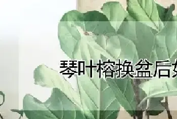 琴叶榕换盆后如何服盆