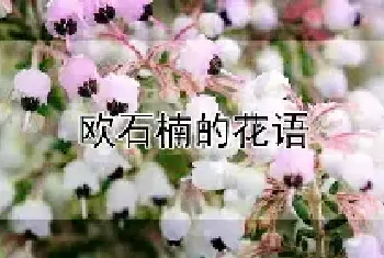 欧石楠的花语