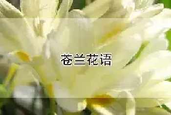 苍兰花语