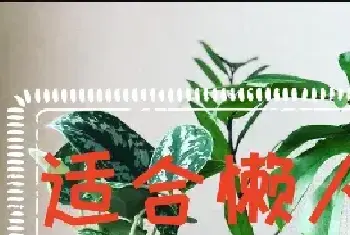 适合懒人养的水培植物有哪些？水培植物介绍