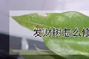 发财树怎么修剪枝叶