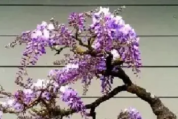 花卉果蔬盆景 | 多花紫藤嫁接盆景技术