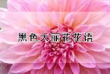 黑色大丽花花语