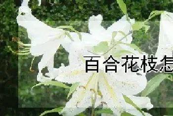 百合花枝怎么剪