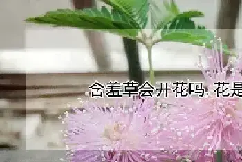 含羞草会开花吗,花是什么颜色的