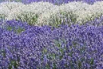 薰衣草的花语是什么 薰衣草有什么花语