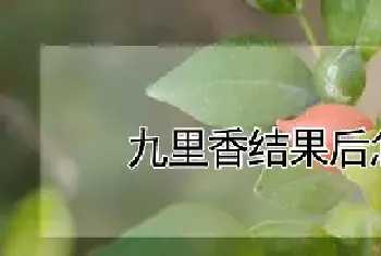 九里香结果后怎么处理