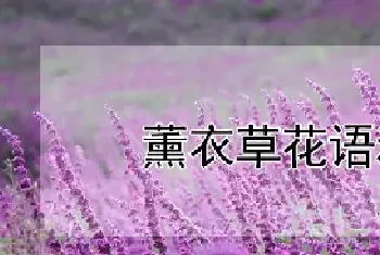 薰衣草花语和寓意