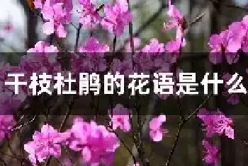 干枝杜鹃的花语是什么