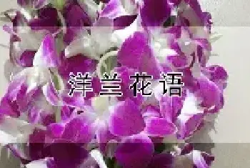 洋兰花语