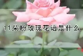 11朵粉玫瑰花语是什么