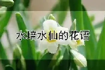 水培水仙的花语