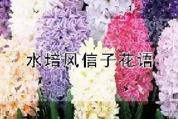 水培风信子花语