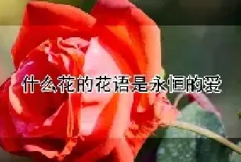 什么花的花语是永恒的爱