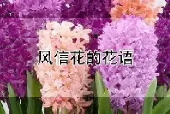 风信花的花语