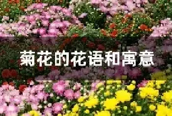 菊花的花语和寓意