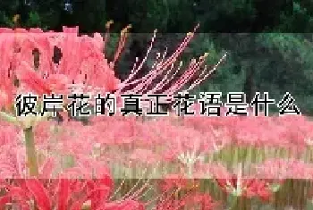 彼岸花的真正花语是什么