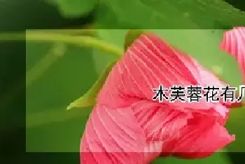 木芙蓉花有几种