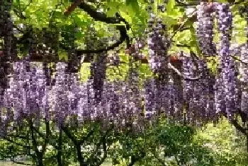 紫藤花的栽培措施和移栽