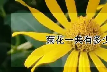 菊花一共有多少个品种