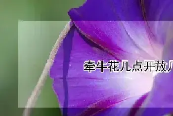 牵牛花几点开放几点合拢