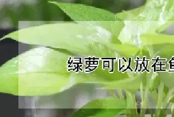 绿萝可以放在鱼缸里吗