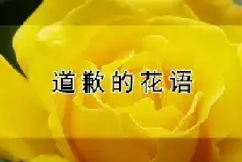 道歉的花语