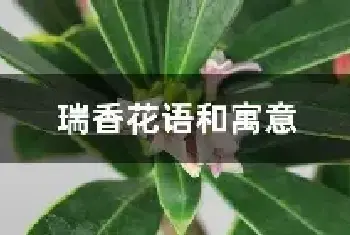 瑞香花语和寓意