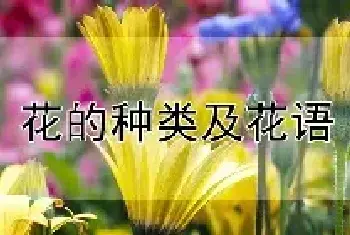 花的种类及花语