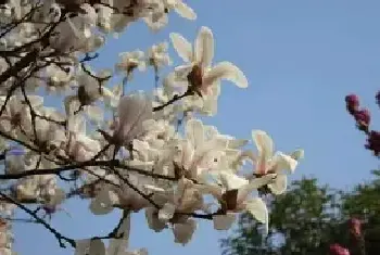 木兰花的花语是什么