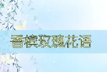 香槟玫瑰花语：爱上你是我的幸福 我只钟情你一个