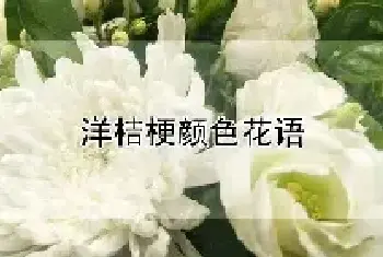 洋桔梗颜色花语