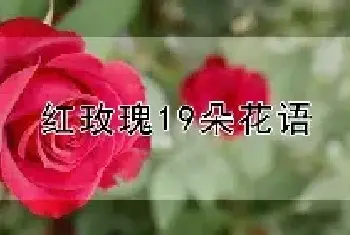 红玫瑰19朵花语