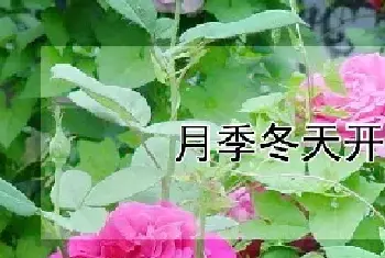 月季冬天开花吗?