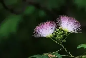 合欢花的花语含义是什么_花语大全