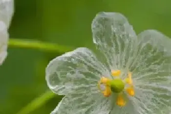 山荷叶花的花语是什么？为什么遇水会变透明？