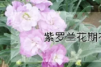 紫罗兰花期有多长