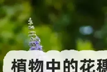 植物中的花穗是什么？