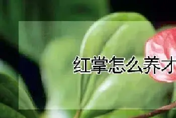 红掌怎么养才能开花