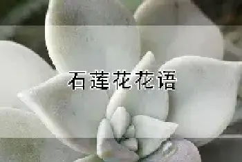 石莲花花语