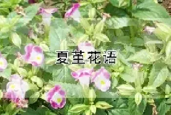 夏堇花语