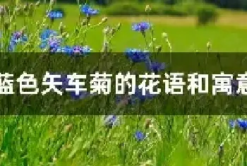 蓝色矢车菊的花语和寓意