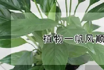 植物一帆风顺怎么养