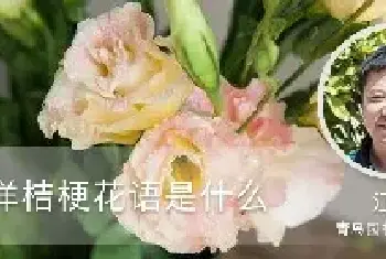 香槟洋桔梗花语是什么